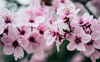 close-up of a cherry blossom