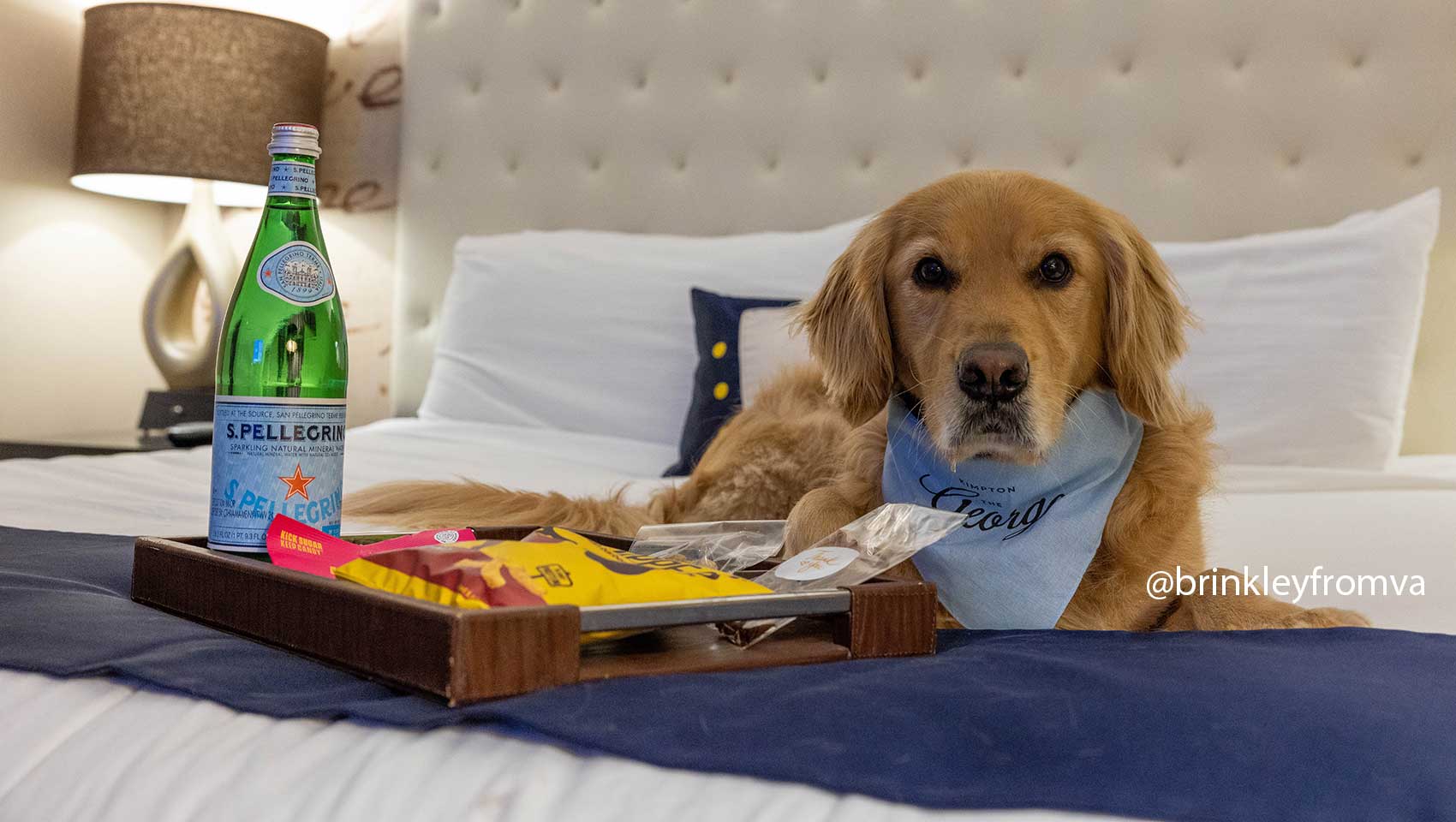 Golden retriever in bed with room service tray wearing a Hotel George bandana