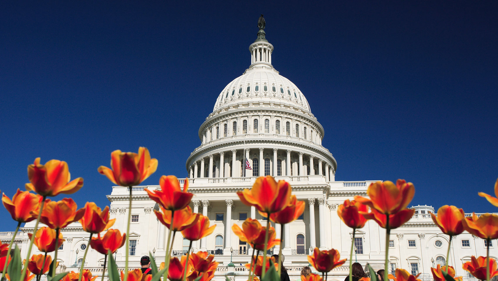 Capitol dome with flowers in the foreground