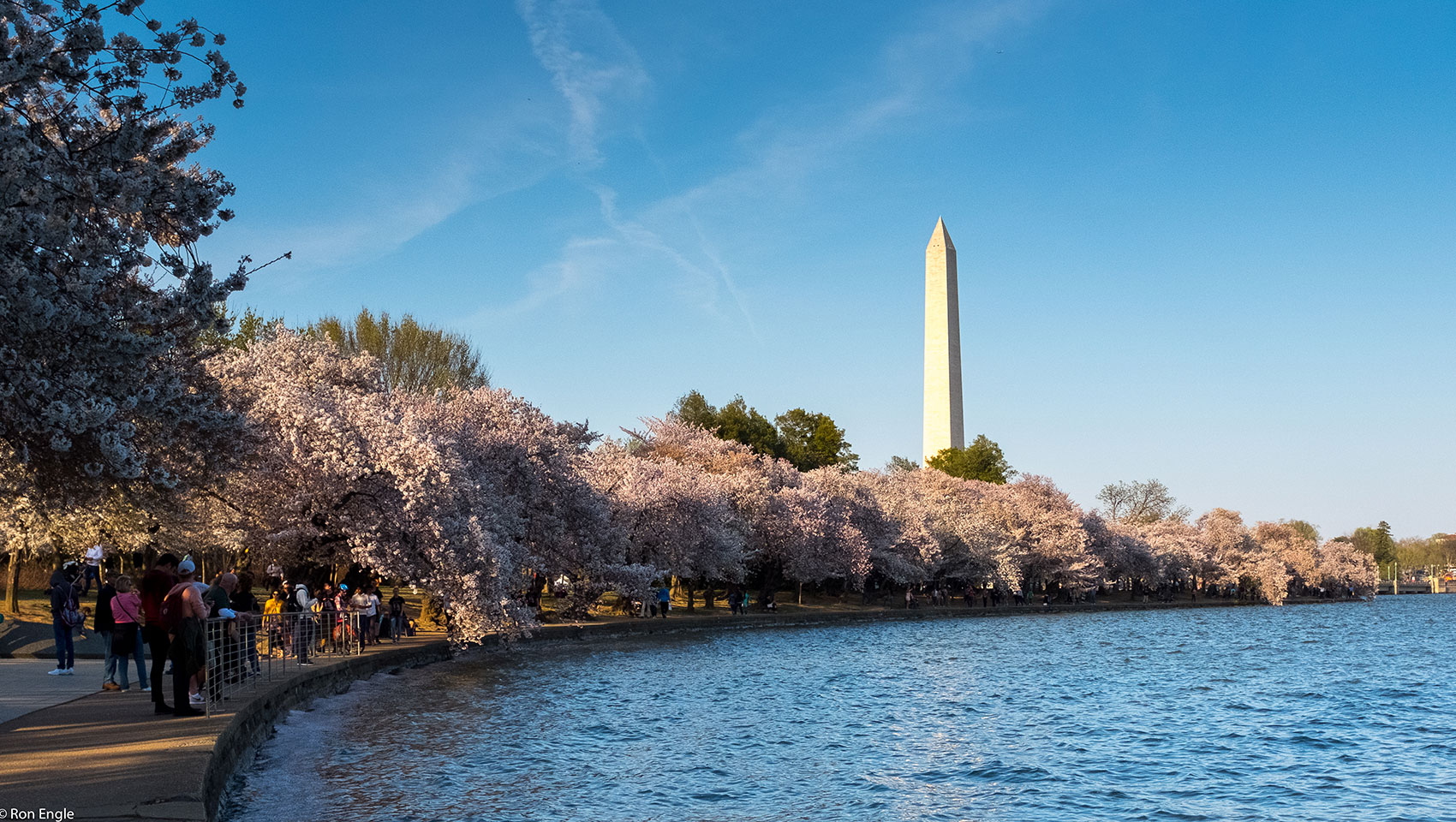 Washington Monument and Cherry Blossoms