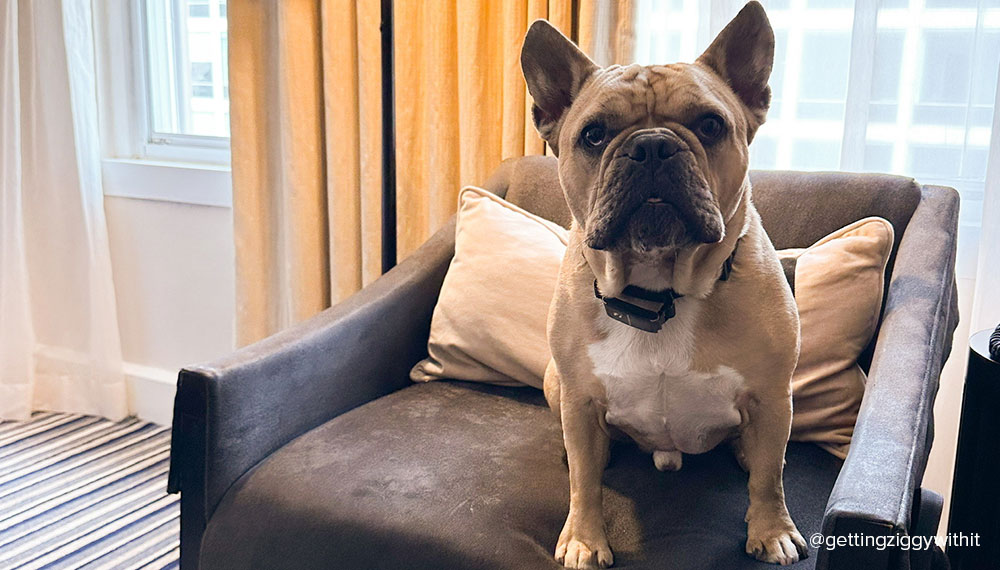 Dog enjoying a trip to DC and a hotel stay at Kimpton George