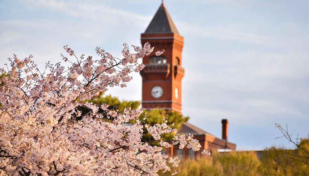 Capitol dome with flowers in the foreground 