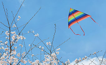 kite flying in the sky