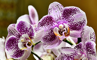 Colorful orchid flower blooms