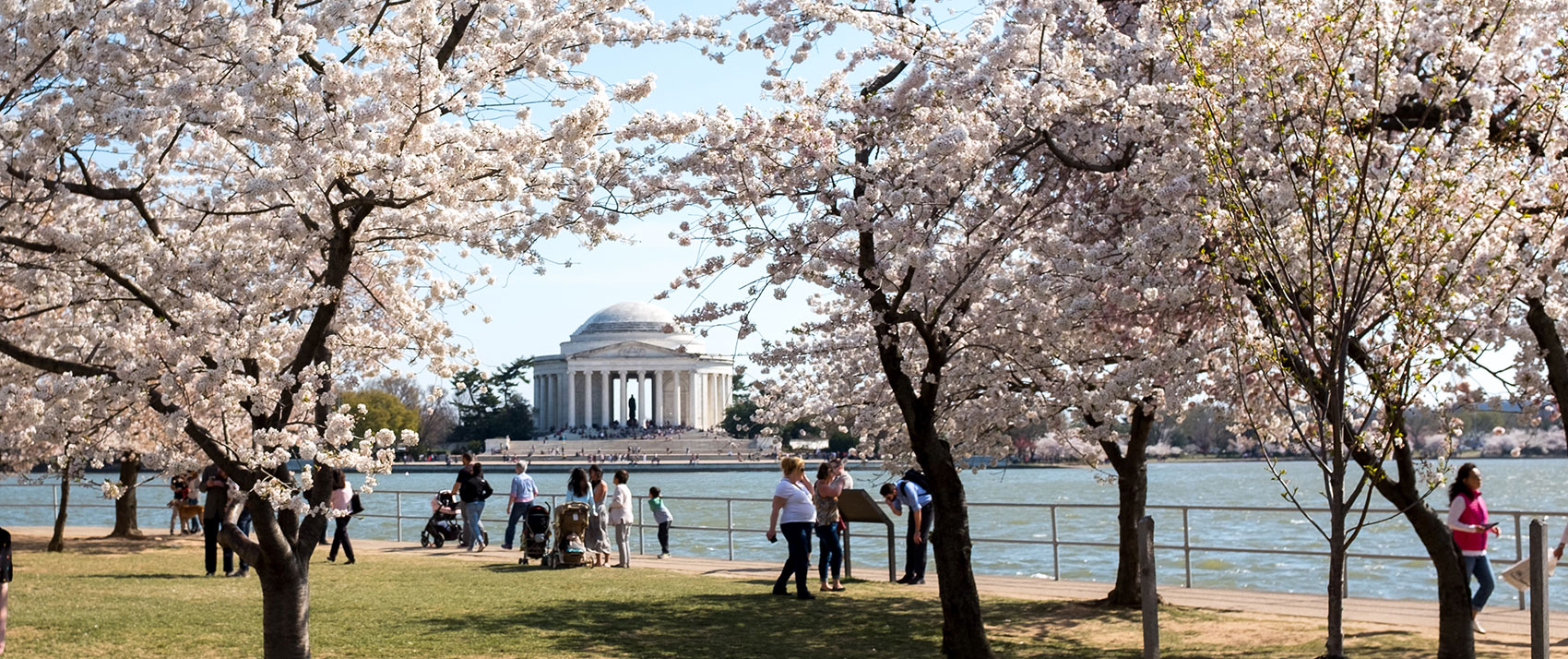 Cherry Blossoms Tidal Basin